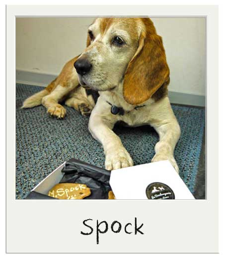 Spock célèbre son anniversaire avec un coffret gourmnd pour chiens